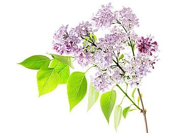 《影子武士3》IGN 7分 没有太多创新但战斗很爽快